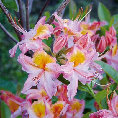 Rhododendron viscosa Quiet Thoughts, Sommar Azalea, 40-50 C5