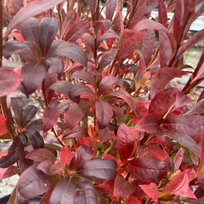 Rhododendron viscosum hybr. Weston's Innocence