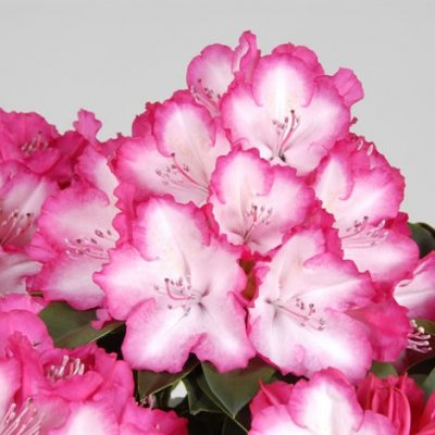 Rhododendron pont. hybr. XXL ®