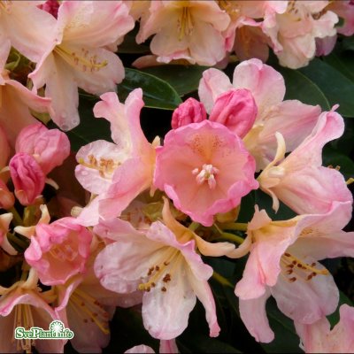 Rhododendron yak. Percy Wiseman, Rododendron, 40-50 C5