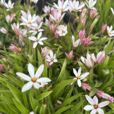 Rhodoxis Summer Stars Peppermint
