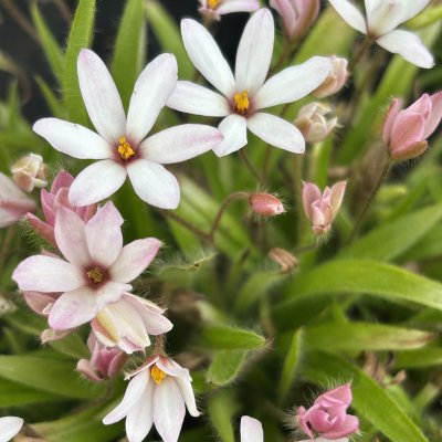 Rhodoxis Summer Stars Peppermint