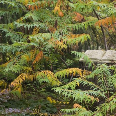 Rhus glabra Laciniata, Korallsumak