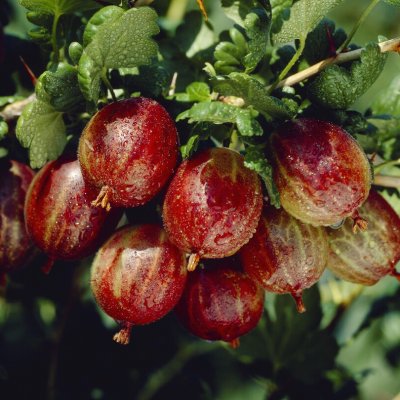 Ribes grossularia Easycrisp ® Lady Late ®, Röda Krusbär