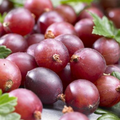 Ribes grossularia Spinefree, Röda Krusbär