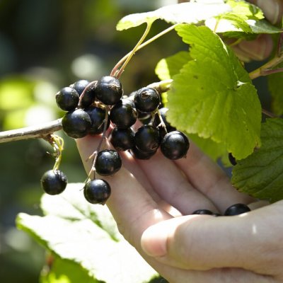 Ribes nigrum Ben Sarek