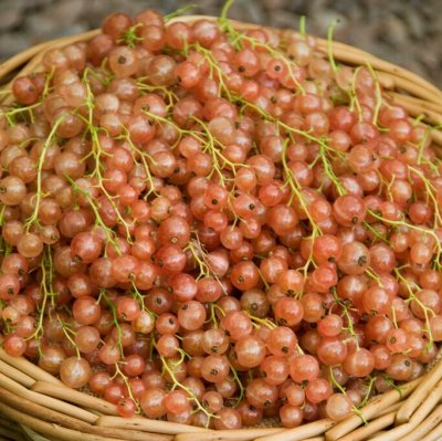 Ribes rubrum Aili, Rosa Vinbär, busk C3