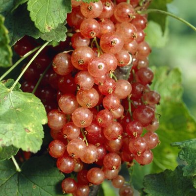 Ribes rubrum Gloire De Sablons, Rosa Vinbär