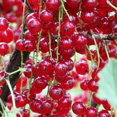 Ribes rubrum Ribest ® Babette ®