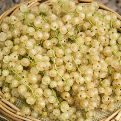 Ribes rubrum White Pearl, Vita Vinbär