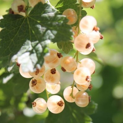 Ribes rubrum Zitavia, Vita Vinbär, C5
