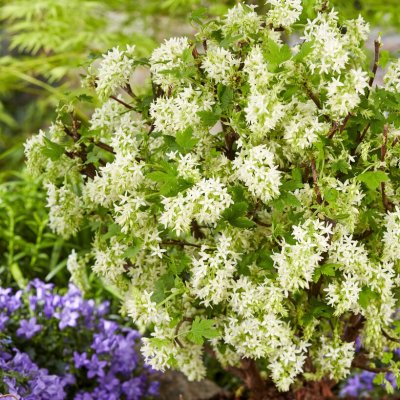 Ribes sanguineum Oregon Snowflake