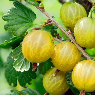 Ribes grossularia Crispa ® Solemio ®