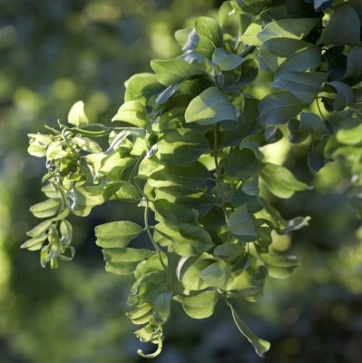 Robinia pseudoacacia Lace Lady ® (Twisty Baby)