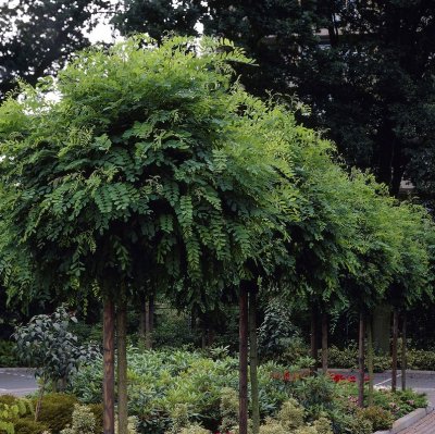 Robinia pseudoacacia Umbraculifera, Klotrobinia, 120 stam C7,5