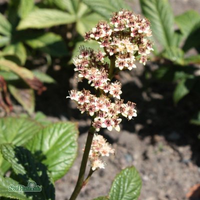 Rodgersia pinnata, Fingerrodgersia, P9cm