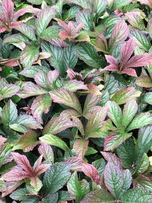 Rodgersia pinnata Bronze Peacock, Fingerrodgersia, SQ1