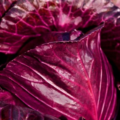 Rödkål Red Acre, Ekologisk