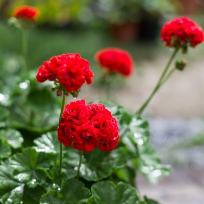 Rosenpelargon Röd Rosenknopp, kruka