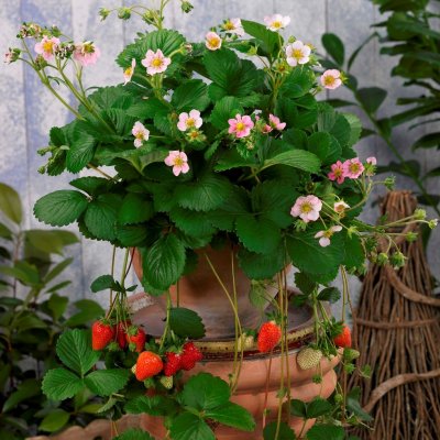 Ampeljordgubbe, Stickling, Fragaria x ananassa Roman
