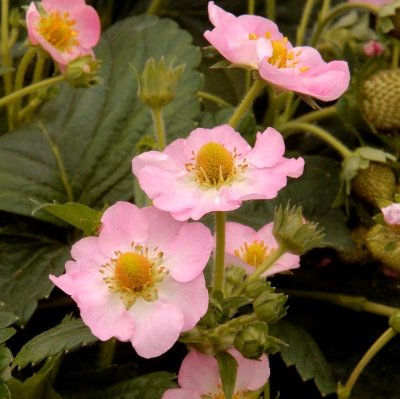 Ampeljordgubbe, Stickling, Fragaria x ananassa Roman