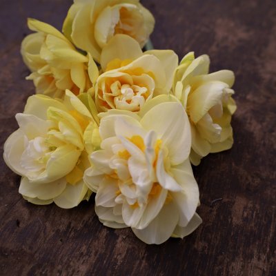 Tulpan & Narciss Mix Orange Sparkle 30st