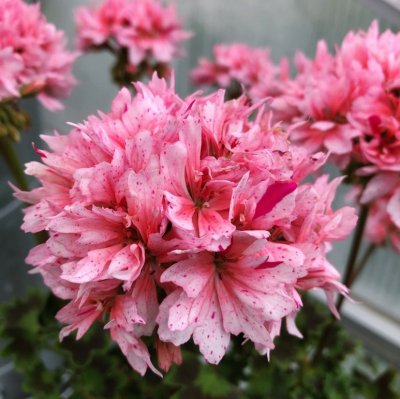 Dvärgpelargon Rookley, kruka