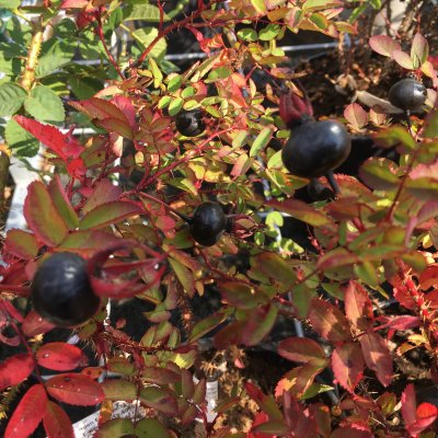 spinosissima Single Cherry (Red Nelly, Single Red), Spinosissimaros, C4