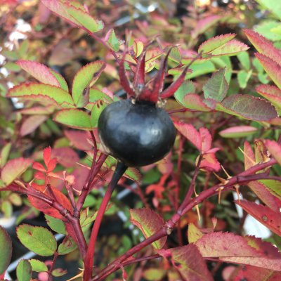 spinosissima Single Cherry (Red Nelly, Single Red), Spinosissimaros, C4