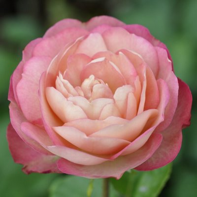 Rosa floribunda Acropolis ®