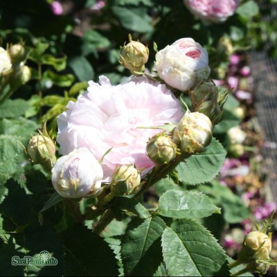 Rosa alba Félicite Parmentier C4