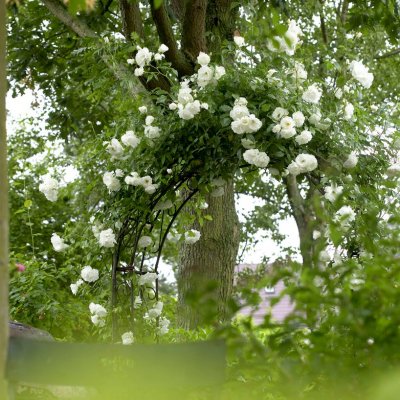 alba Alba Maxima (Alba Plena), Jungfruros/Klätterros, barrot 1st