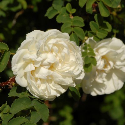 alba Alba Suaveolens (Suaveolens, Alba Semiplena), Jungfruros/Klätterros, C4