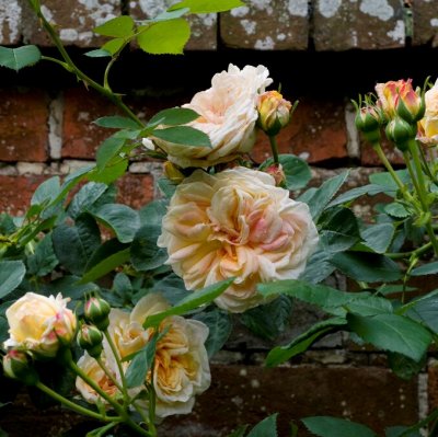 kordesii Alchymist, Modern Buskros/Klätterros, C4