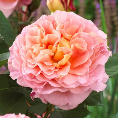 tehybrid Augusta Luise ® (Tangust), Tehybridros, barrot 1st