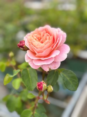 Rosa austin Eustacia Vye ™, Engelsk Buskros/Klätterros