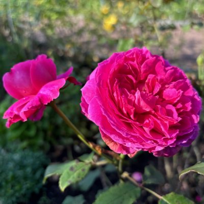 Rosa austin Gabriel Oak ™