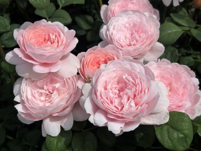 Rosa austin Queen of Sweden ®, Engelsk Buskros