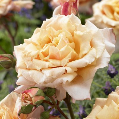 Rosa tehybrid Caramella ®