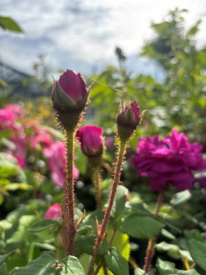 Rosa centifolia muscosa Nuits de Young (Black Moss, Old Black)