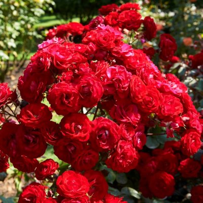 floribunda Europeana, Floribundaros, barrot 1st