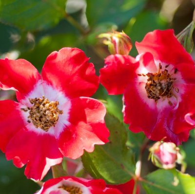 floribunda Eye Paint (Tapis Persan, Maceye), Floribundaros, C4