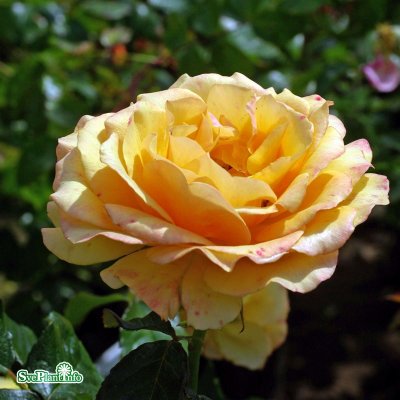 Rosa floribunda Amber Queen ® C4