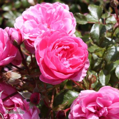 Rosa floribunda Berleburg ™ C4
