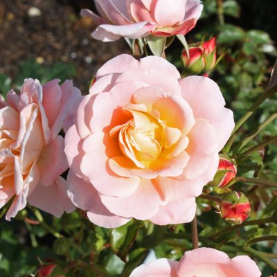 floribunda Drottningholm ® (Rosenborg, Poulasor), Floribundaros, C4