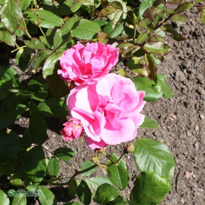 Rosa floribunda Frau Astrid Späth C4