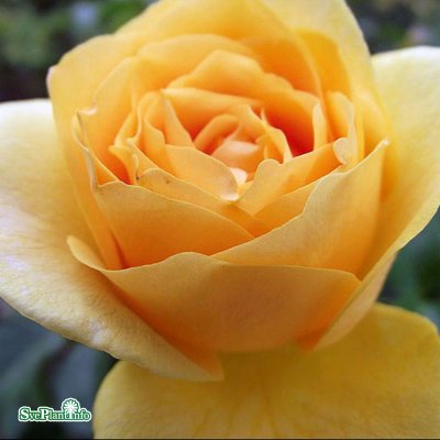 Rosa floribunda Julia Child ® (Absolutely Fabulous) C4