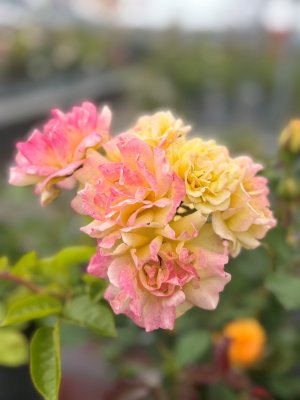 Rosa floribunda Gripsholm ™ (Viborg), Floribundaros