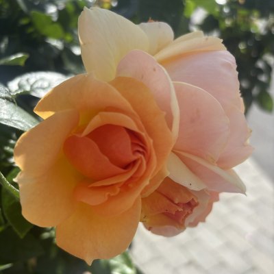 Rosa floribunda Hansestadt Rostock ®