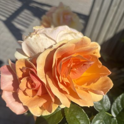 Rosa floribunda Hansestadt Rostock ®